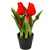Cserepes tulipán gumi 5v. M23cm 12db/#