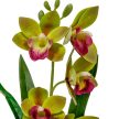 Cserepes orchidea gumi zöld 42cm