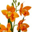 Cserepes orchidea gumi narancs M42cm 12db/#