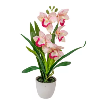 Cserepes orchidea gumi fehér-rózsaszín 42cm