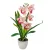 Cserepes orchidea gumi fehér-rózsaszín 42cm
