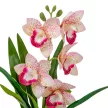 Cserepes orchidea gumi fehér-rózsaszín 42cm