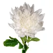Dália szálas fehér M98cm 16db/#