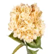 Hortenzia szálas bézs M77cm 12db/#