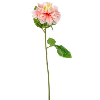 Dália szálas barack 55cm