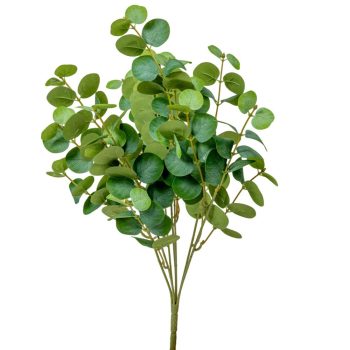 Eukaliptusz bokor 7ágú M47cm 24db/#