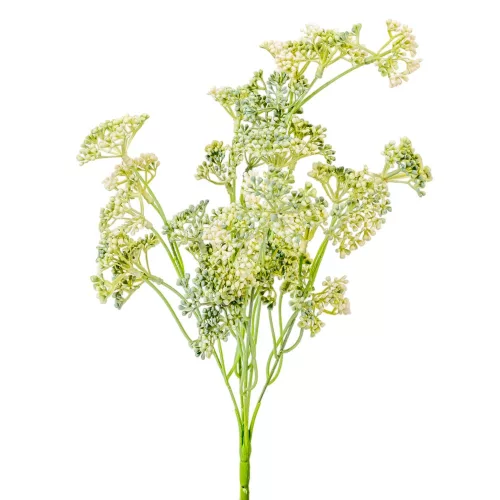 Édeskömény bokor 5 ágú fehér-zöld 38cm