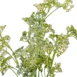 Édeskömény bokor 5 ágú fehér-zöld 38cm