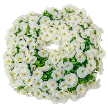 Hajnalkás koszorú fehér D50cm 4db/#