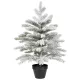Fenyőfa havas cserépben Grandis M60cm 