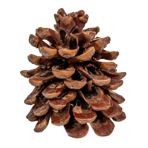 Toboz pinus pinea 10-12cm