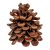 Toboz pinus pinea 10-12cm