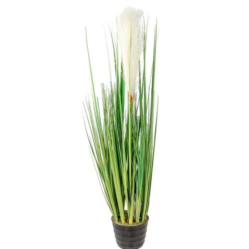 Pampafű cserepes M56cm 8db/#