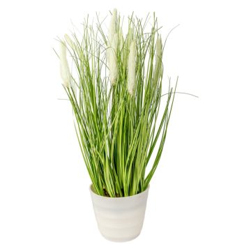 Cserepes pampafű M41cm 4db/#