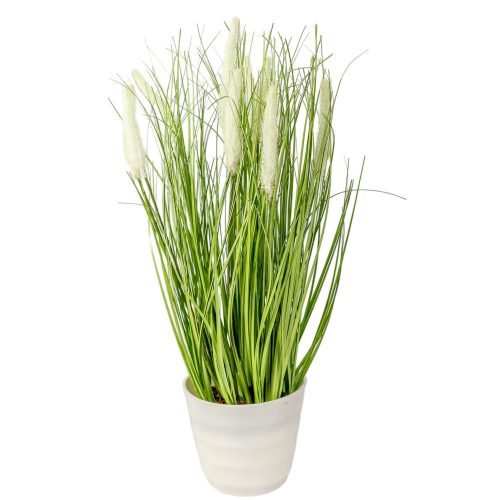 Cserepes pampafű M41cm 4db/#