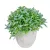 Buxus cserepes M17cm 6db/#