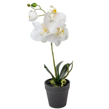 Cserepes orchidea gumi M38cm 12db/#
