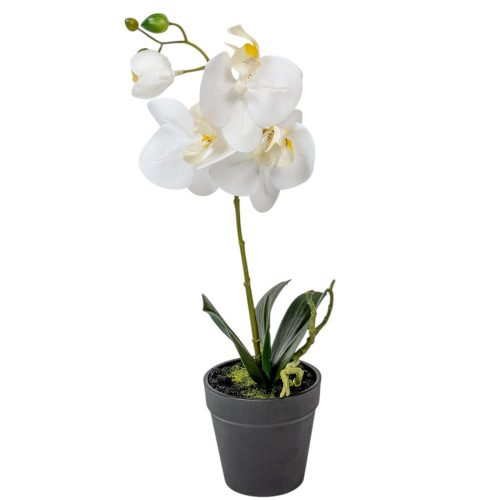 Cserepes orchidea gumi M38cm 12db/#