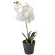 Cserepes orchidea gumi M38cm 12db/#
