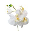 Cserepes orchidea gumi M38cm 12db/#