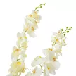 Orchidea ág 5ágú krém M110cm 6db/#