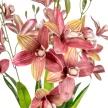 Ocrhidea csokor gumi 5v. mix 57cm 24db/#