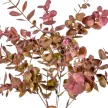 Eukaliptusz bokor 5ágú mix M40cm 48db/#