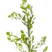 Zöld pick M50cm 6db/köteg 180db/#
