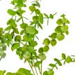 Eukaliptusz ág mix M50cm