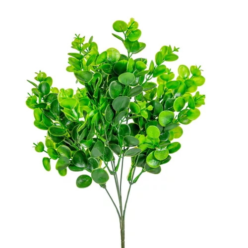Eukaliptusz bokor 5ágú M38cm 90db/#