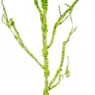Mohás ág zöld M115cm 12db/#