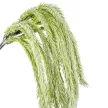 Csüngő zöld ág  7ágú fehérített 53cm 60db/#