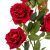 Rózsa ág 5 virágos 90cm