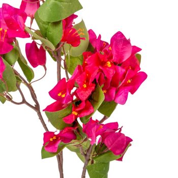 Bougainvillea 3 ágú 80cm