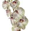 Orchidea ág  gumi M85cm 12db/#