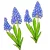 Nyomtatott dekorkarton - Muscari 13cm 2db-os