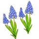 Nyomtatott dekorkarton - Muscari 13cm 2db-os