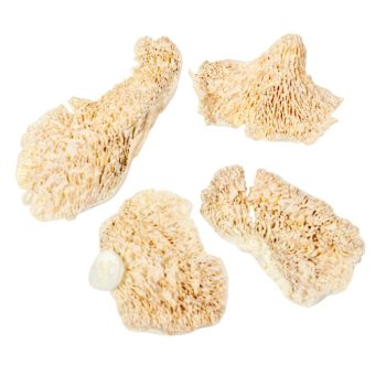 Tapló fehérített 20dkg/csom