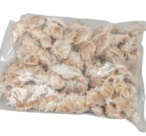 Kagyló 1kg Penchiman-Tüskés sisakcsiga natúr