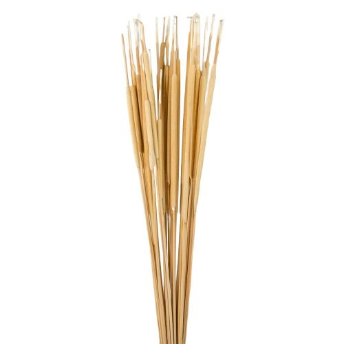 Typha indiai fehérített 35db-os