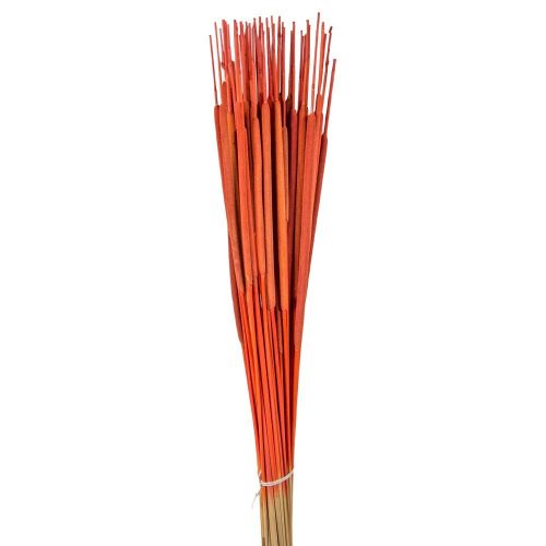 Typha indiai narancs 35db-os