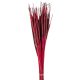 Typha indiai bordó 35db-os