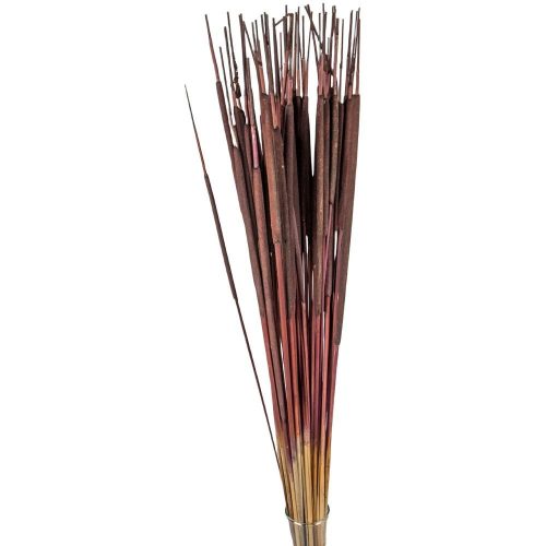 Typha indiai barna 35db-os