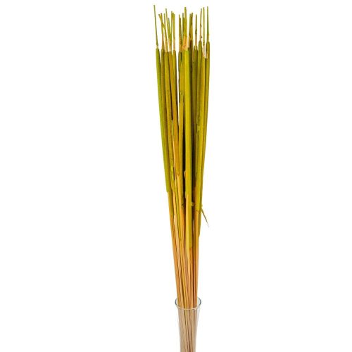 Typha indiai vil.zöld 35db-os