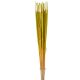Typha indiai vil.zöld 35db-os