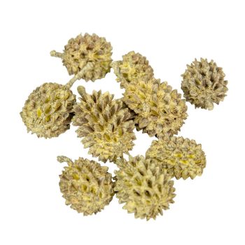 Casuarina falfestékes sárga 17dkg/csom