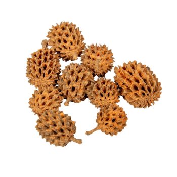 Casuarina falfestékes narancs 17dkg/csomag