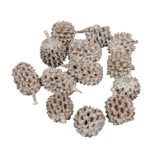 Casuarina szürke 17dkg/csomag