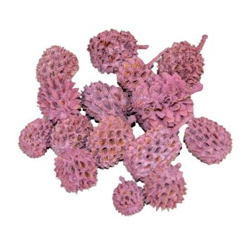 Casuarina falfestékes szeder 17dkg/csomag