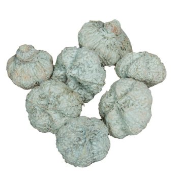 Fokhagyma termés vízkék 11dkg/csomag